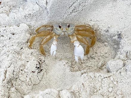 ghost crab in the sand on the beach in Gulf Shores