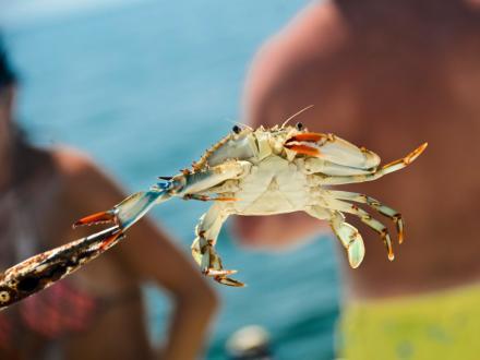 Man holding a blue crab caught while crabbing in Orange Beach