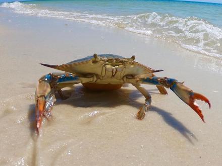 Blue crab standing on the shore near the water in Gulf Shores