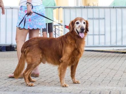 Golden retriever at The Wharf, dog-friendly area in Orange Beach