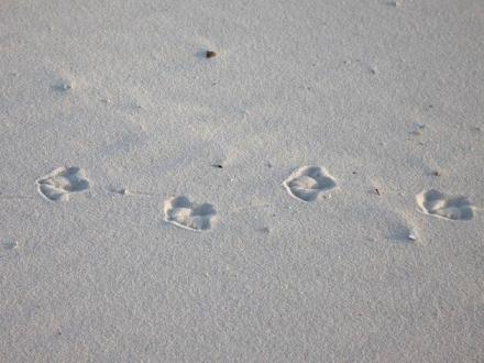 Dog prints in the sand on the beach