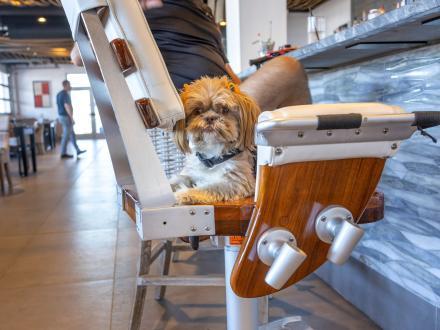 Dog sitting in a chair at the bar inside Zeke's waterfront restaurant