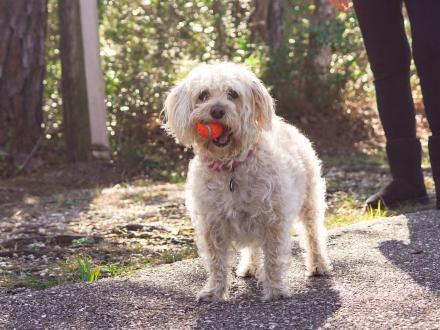 Dog with a ball in its mouth along the Backcountry Trail in Gulf State Park