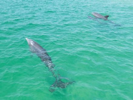 Dolphins seen swimming in the Gulf from a dolphin cruise in Orange Beach
