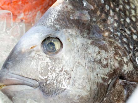 fresh fish sitting on a bed of ice at a seafood market in Gulf Shores