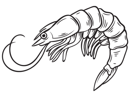 Illustration of a Gulf shrimp