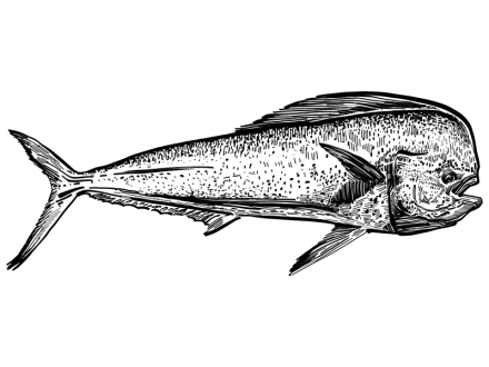 Illustration of a mahi, popular fish in the Gulf