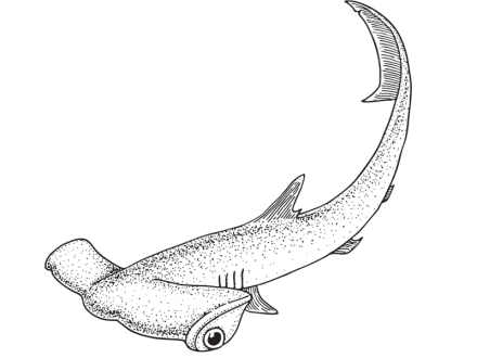Cute illustration of a cute hammerhead shark