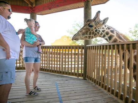 Family checking out the giraffes at The Alabama Gulf Coast Zoo