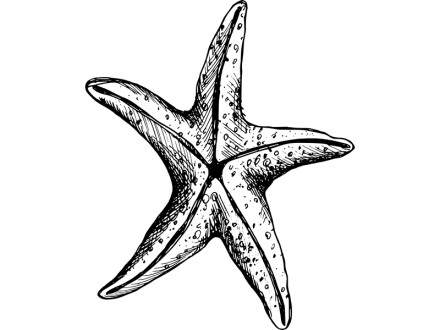 Illustration of a starfish