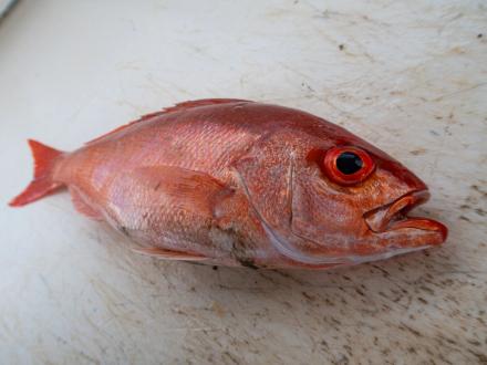 Closeup of a vermillion snapper laying on a cleaning deck at a marina in Orange Beach