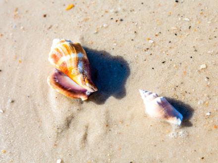 shells laying on the beach on the shore