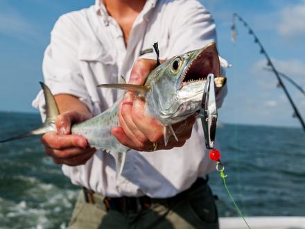 Angler holding a mackerel caught in the Gulf