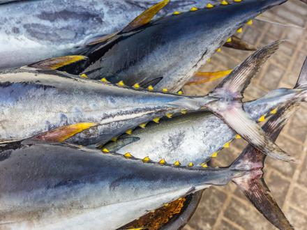 tails of yellowfin tuna