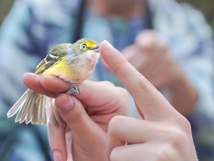 small yellow migratory bird at Annual Alabama Coastal BirdFest in Fort Morgan