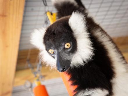 cute lemur at The Alabama Gulf Coast zoo in Gulf Shores