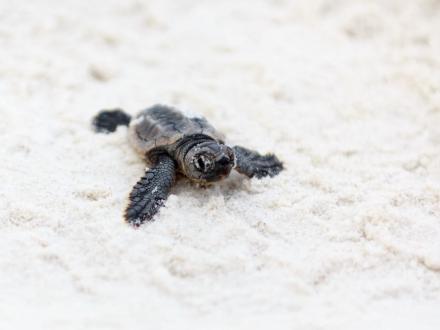baby sea turtle in the sand on Alabama's Beaches