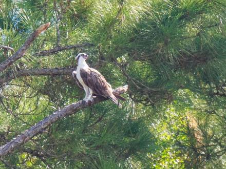 osprey sitting in tree along the trails in gulf state park
