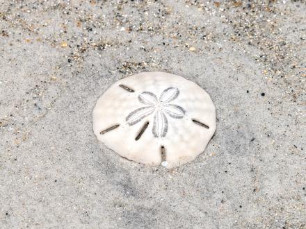 sand dollar