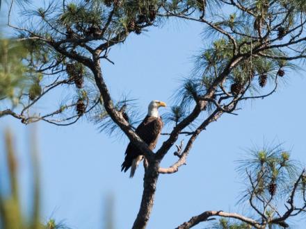 bald eagle at gulf state park