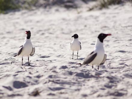 seagulls