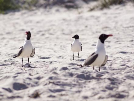 three seagulls on the beach in gulf shores