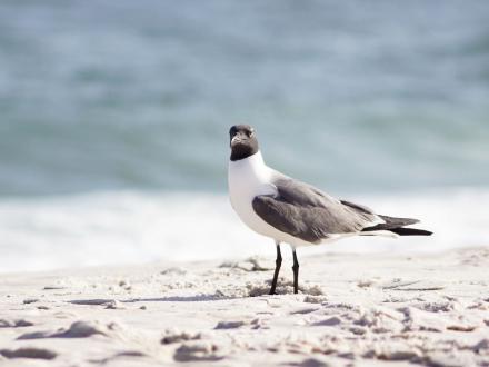 seagull on the shore of the beach in Gulf shores