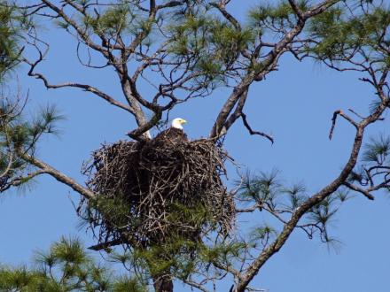 eagle perched in nest along the trails in gulf state park