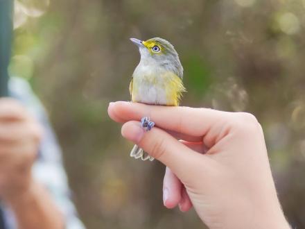 warbler at fort Morgan bird banding demonstration