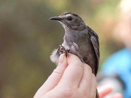 gray catbird at Fort Morgan bird banding event