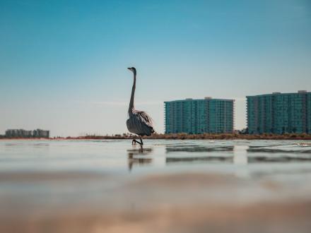 blue heron at Alabama Point