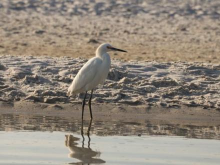 snowy egret