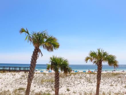beach palm trees