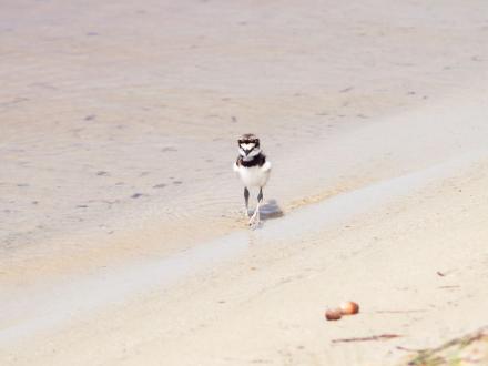 sand piper walking along the water at lake Shelby in gulf state park