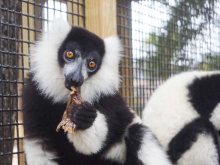 lemurs at Alabama Gulf Coast Zoo in gulf shores
