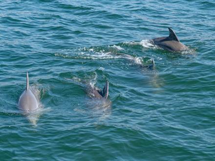 pod of dolphins swimming alongside a cruise in orange beach
