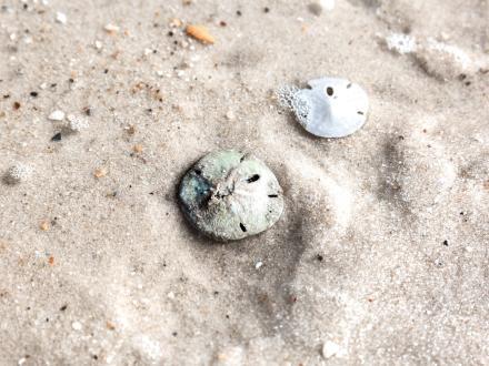 sand dollar