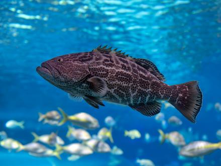 black grouper