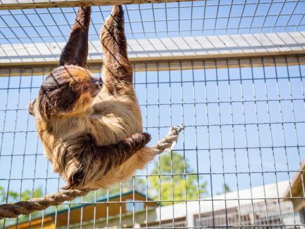 Sloth encounter at the Alabama Gulf Coast Zoo in Gulf Shores