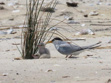 tern
