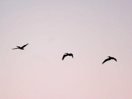 birds flying over the shore at sunrise