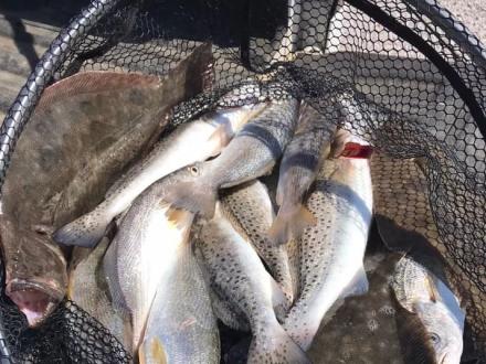 A basket full of speckled trout and flounder