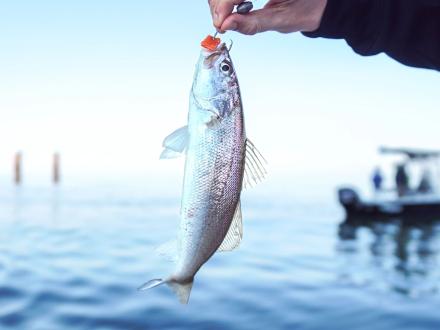 Hand holding a white trout caught inshore fishing in the Gulf