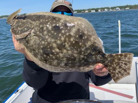 flounder