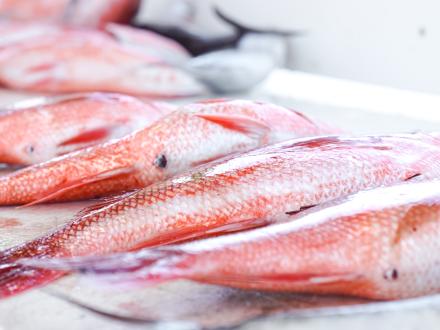red snapper laid out at a fish cleaning station at Zeke's Marina in Orange Beach