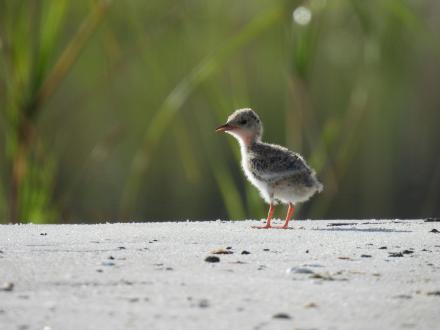baby shorebird in the sand dunes on the beaches in Orange Beach