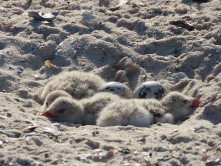 Baby shorebirds and eggs nesting in the sand dunes on Fort Morgan