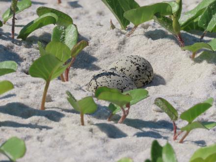 Small shorebird eggs on the beach in Gulf Shores