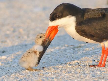 Black Skimmer shorebird and its baby on the beach in Gulf Shores