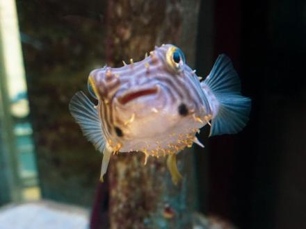 pufferfish in the Alabama Aquarium at the dauphin Island sea lab